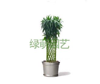 富贵竹笼