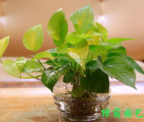 吊绿萝