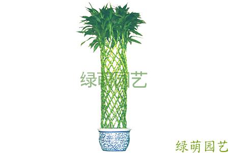 富贵竹笼