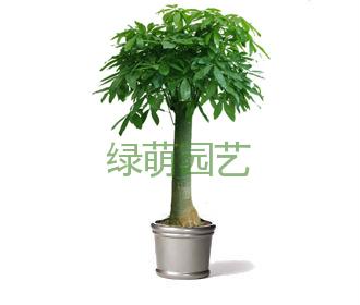 单杆发财树