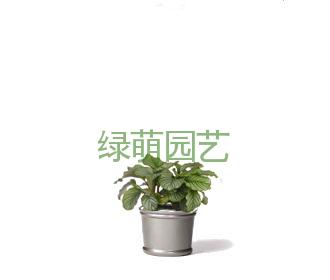 苹果竹芋