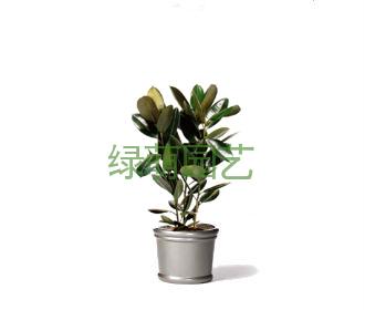 橡皮树