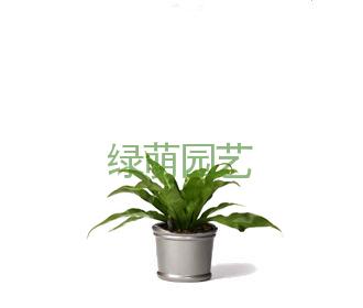 鸟巢蕨