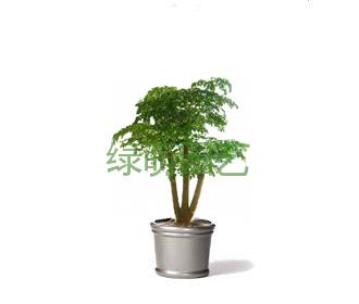 幸福树