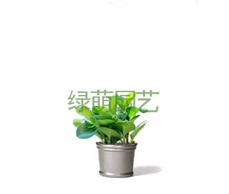 豆瓣绿
