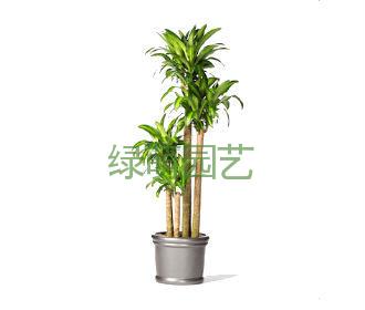 巴西木